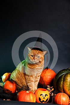 Pretty red cat in witch hat sitting between orange pumpkins on black background. Halloween cat