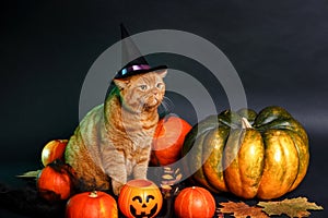 Pretty red cat in witch hat sitting between orange pumpkins and looking away on Halloween background