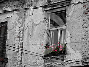 Pretty red flowers on a window on a old house