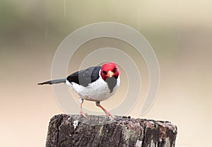 Pretty red headed bird - yellow billed cardinal looking directly into camera