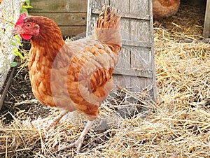 Pretty red hen, Gallus gallus domesticus, in her hen house