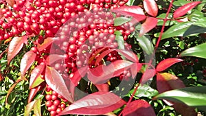 Pretty Red Holiday Berries on a Breezy Day in Winter