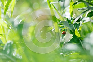 Pretty red ladybird beetle or ladybug Coccinellidae in lush greenery of wild flowers and grasses in beautiful wild summer meadow