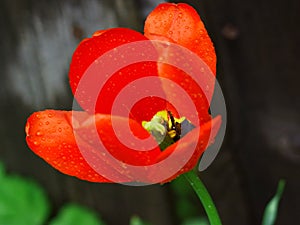 Pretty Red  Poppy