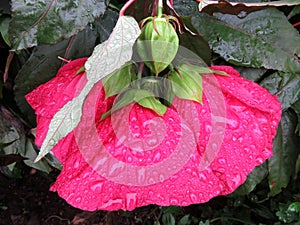 Pretty Red Rain Soaked Hibiscus Flowers