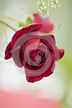 A pretty red rose with white flowers