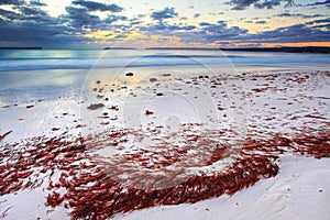 Pretty red seaweed washed ashore the beach at dawn