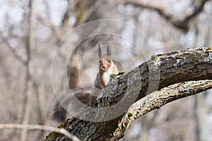 Pretty red squirell sits on the branch and looks streight.