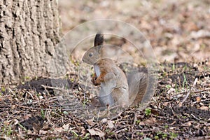 Pretty red squirell stands on paws and looks to the side.