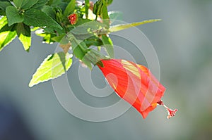 Pretty Red Turkcap Flower