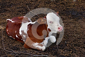 Pretty red and white little calf sitting alone. young cow.