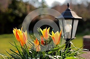 Pretty Red and Yellow Tulips in an English Garden