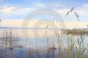 Pretty reeds swaying softly in blue golden Lake