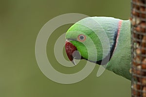 A pretty ring-necked, or rose-ringed Parakeet feeding from a peanut feeder. It is the UK`s most abundant naturalised parrot. photo