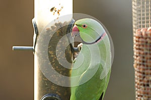 A pretty ring-necked, or rose-ringed Parakeet feeding from a seed feeder. It is the UK`s most abundant naturalised parrot.