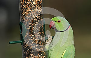 A beautiful ring-necked, or rose-ringed Parakeet feeding from a seed feeder. It is the UK`s most abundant naturalised parrot. photo