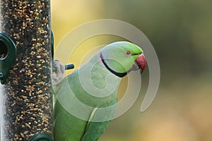 A beautiful ring-necked, or rose-ringed Parakeet feeding from a seed feeder. It is the UK`s most abundant naturalised parrot. photo