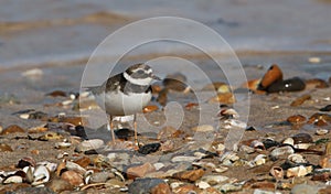 A pretty Ringed plover Charadrius hiaticula on the shoreline at high tide.