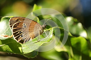 A pretty Ringlet Butterfly Aphantopus hyperantus perching on a leaf.