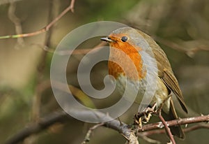 A pretty Robin, Erithacus rubecula, perched on a branch in a tree.