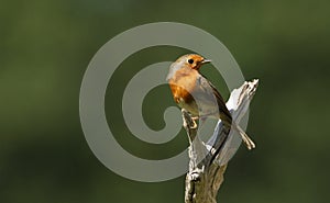 A pretty Robin, Erithacus rubecula, perched on a tree stump.