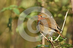 A pretty Robin Erithacus rubecula perched on a twig.
