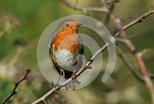 A pretty Robin  redbreast  Erithacus rubecula  perching on a branch of a tree in winter.