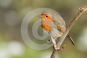 A pretty Robin, redbreast, Erithacus rubecula, perching on a branch of a tree in winter.