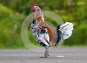 Pretty Rooster Standing