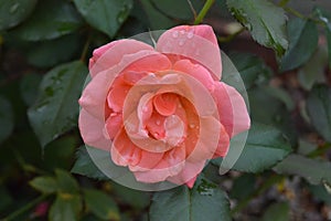 Pretty rose with morning dew