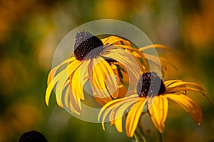 Pretty Rudbeckia Hirta flowers, commonly known as Black-eyed Susan, in bloom in September