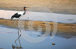 Pretty Saddle Billed Stork walking through the river in South Luangwa National Park, Zambia