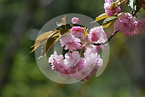 Pretty Sakura Cherry Blossoms Flowering