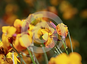 Pretty scene with yellow flowers erysimum wallflower in bloom