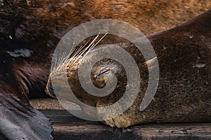 pretty sealion female sleeps near others on wooden dock