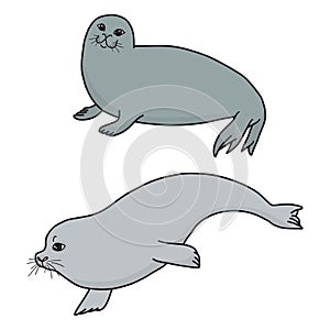 Pretty Seals isolated on white. Vector Set of marine mammal.