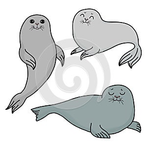 Pretty Seals isolated on white. Vector Set of marine mammal.