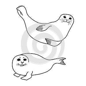 Pretty Seals isolated on white. Vector Set of marine mammal.