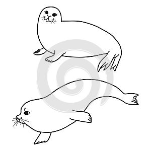 Pretty Seals isolated on white. Vector Set of marine mammal.