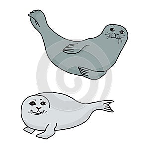 Pretty Seals isolated on white. Vector Set of marine mammal.