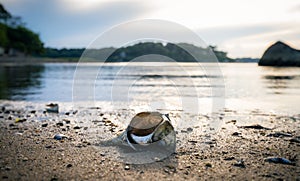 Pretty seashell on wet beach shore in sunset sunlight