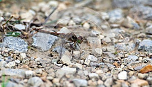 Pretty shades of different color dragonfly sits on on the road