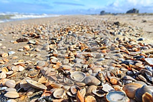 Pretty shells covering a sunny beach