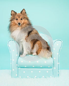 Pretty shetland sheepdog or sheltie sitting on a turquoise chair on a blue turquoise background