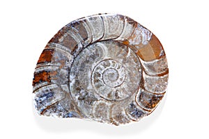 Pretty shiny snail fossil with many shades of colors ranging from white to brown