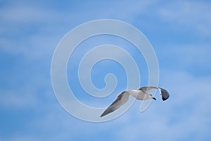 Pretty shot of seagull flying across a blue sky