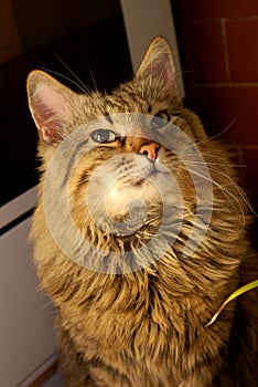 Pretty siberian cat at the kitchen photo