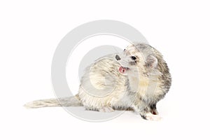 Pretty silver ferret on white background posing for portrait in studio