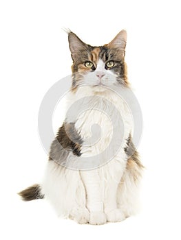 Pretty sitting female adult main coon cat seen from the front looking at the camera