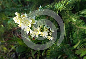 Mountain Deathcamas Toxic Wildflower photo